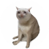 CASHCAT